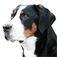 Greater Swiss Mountain Dog Photo