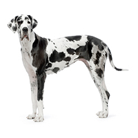 Great Dane Picture