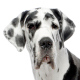 Great Dane Photo