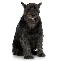 Giant Schnauzer Picture