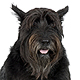 Giant Schnauzer Photo