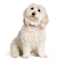 Havanese Picture