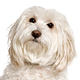 Havanese Photo