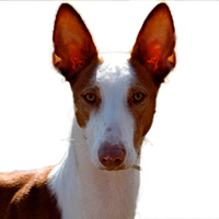 Ibizan Hound Picture