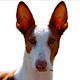 Ibizan Hound Photo