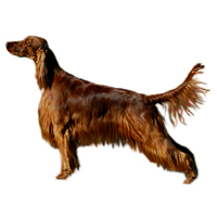 Irish Setter Picture