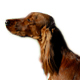 Irish Setter Photo