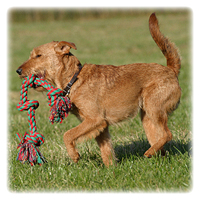 Irish Terrier Picture