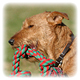 Irish Terrier Photo