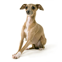 Italian Greyhound Picture