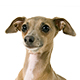 Italian Greyhound Photo