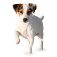 Jack Russell Terrier Picture