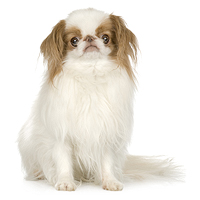 Japanese Chin Picture