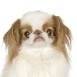 Japanese Chin Photo