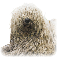 Komondor Picture