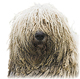 Komondor Photo