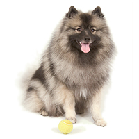 Keeshond Picture