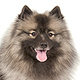 Keeshond Photo