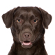 Labrador Retriever Photo