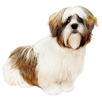 Lhasa Apso Picture