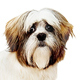 Lhasa Apso Photo