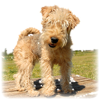 Lakeland Terrier Picture