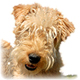 Lakeland Terrier Photo