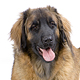 Leonberger Photo