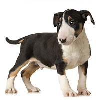 Miniature Bull Terrier Picture