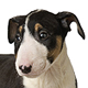 Miniature Bull Terrier Photo