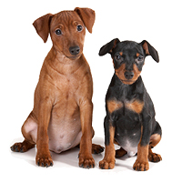 Miniature Pinscher Picture