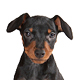 Miniature Pinscher Photo