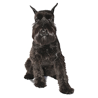 Miniature Schnauzer Picture