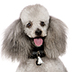 Miniature Poodle Photo