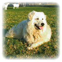 Maremma Picture