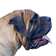 Mastiff Photo