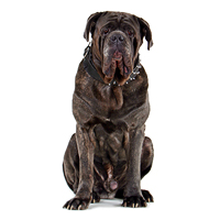 Neapolitan Mastiff Picture