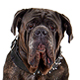 Neapolitan Mastiff Photo