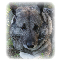 Norwegian Elkhound Picture