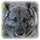 Norwegian Elkhound Photo