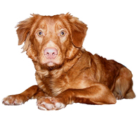 Nova Scotia Duck Tolling Retriever Picture