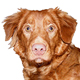 Nova Scotia Duck Tolling Retriever Photo