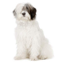 Old English Sheepdog Picture