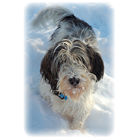 Petit Basset Griffon Vendeen Picture