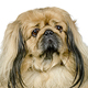 Pekingese Photo