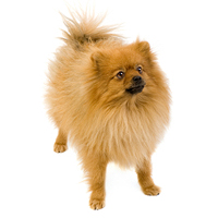 Pomeranian Picture