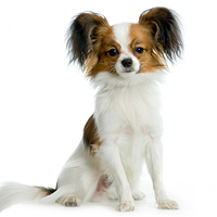 Papillon Picture