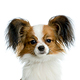 Papillon Photo