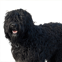 Portuguese Water Dog Picture