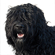 Portuguese Water Dog Photo